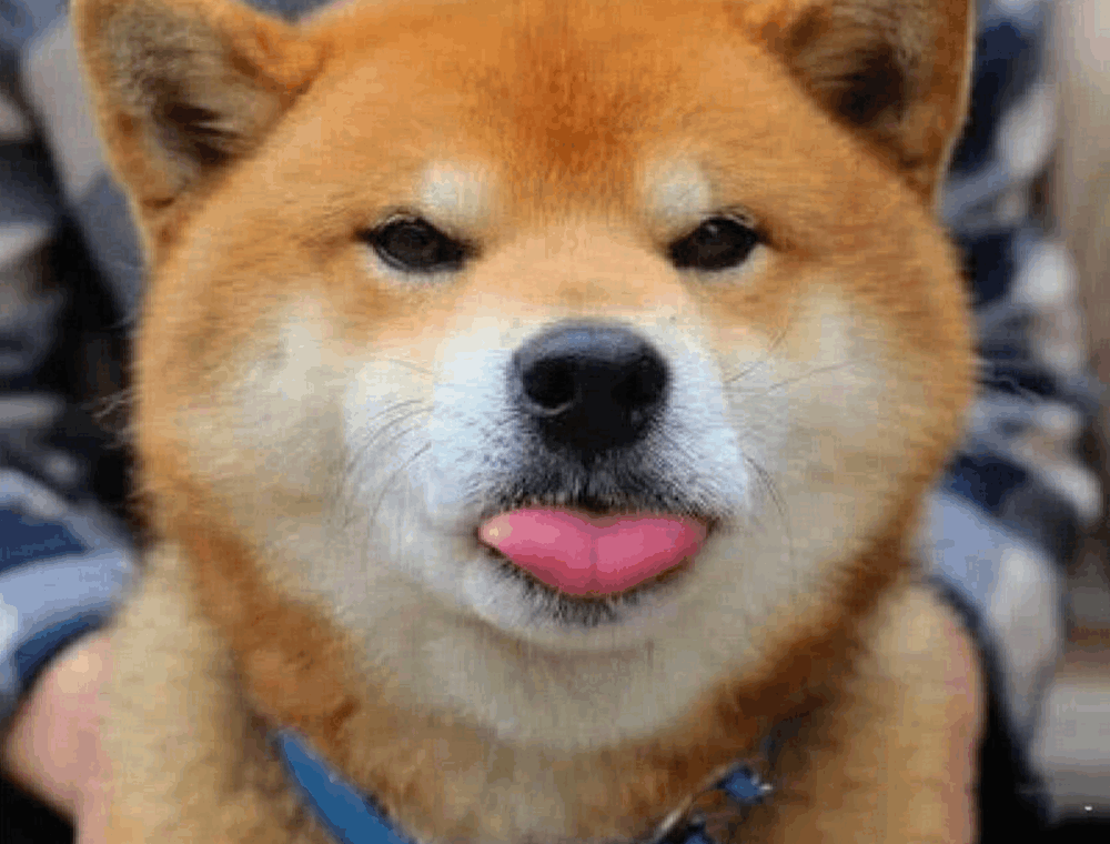 狗狗见到好久不见的主人, 开心得旋转起来, 2千万像素都拍不清它