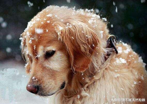 天气这么冷, 但这5个保暖方式不可取, 不然只会害了你家狗狗!