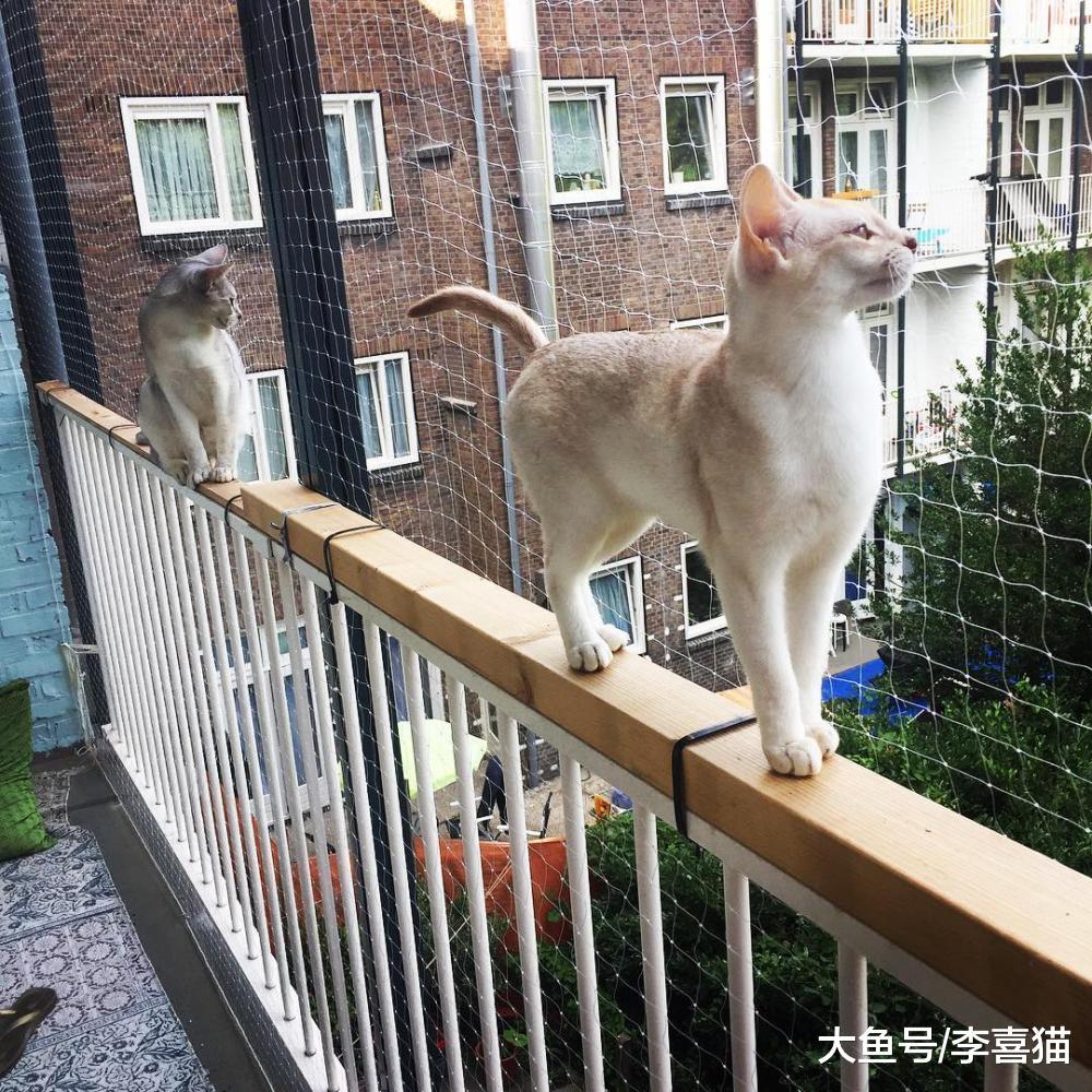 猫咪并不是真的有九条命, 养猫请务必封闭阳台或加装防护网!