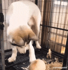 主人给哈士奇一个椰子, 它很快就咬下来一圈, 拆家也是有用处的嘛