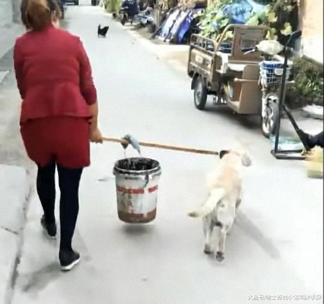 正帮我抬水的狗狗, 看到公鸡撒丫子就追啊, 指望狗干活不靠谱啊