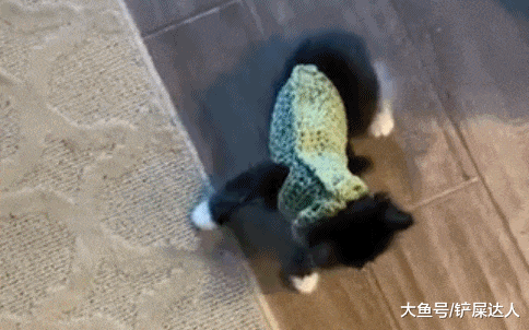 穿毛衣被封印, 小奶猫连路都不会走了: 是谁扼住了我命运的后颈