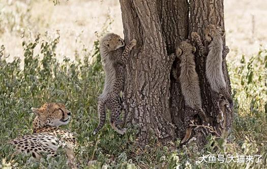 并不擅长爬树的猎豹, 为何还要经常上树?