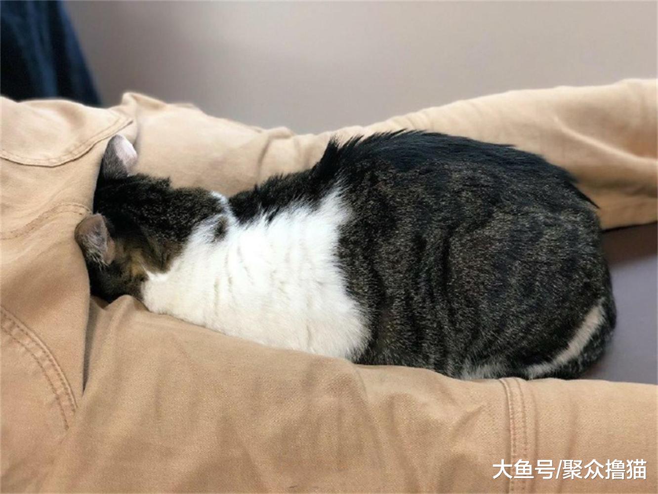 猫咪学人趴着做按摩, 但是趴的位置好像有点上头, 瞬间成了顶裆猫