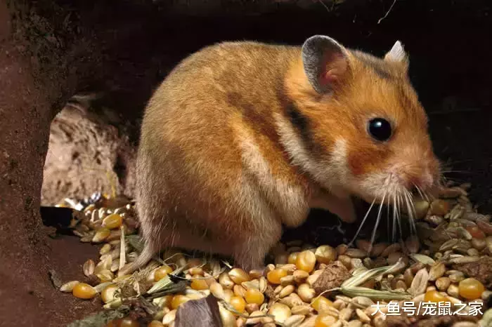 一文带你走进仓鼠世界: 仓鼠种类之叙利亚仓鼠(上)