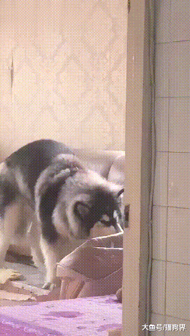 狗子正在非常认真的拆沙发磨牙, 网友: 少放孜然少放辣, 老衲口淡