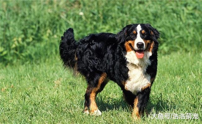 寿命特别短的5种狗狗, 第二个6至8年, 第五种最高的活6年