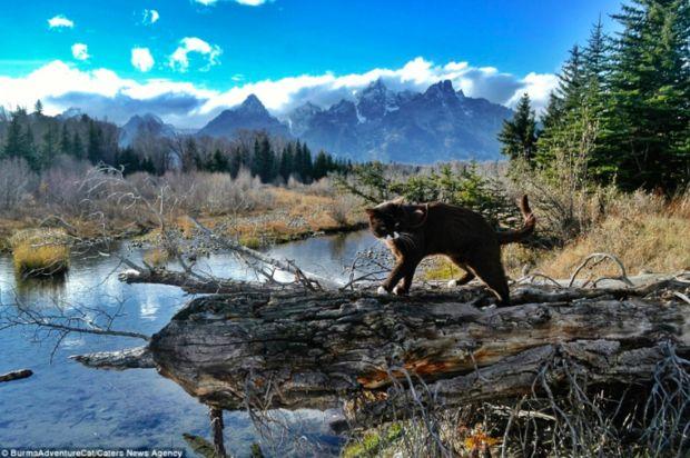 这只喵星人在山上像小老虎, 一逛平地超市竟然...