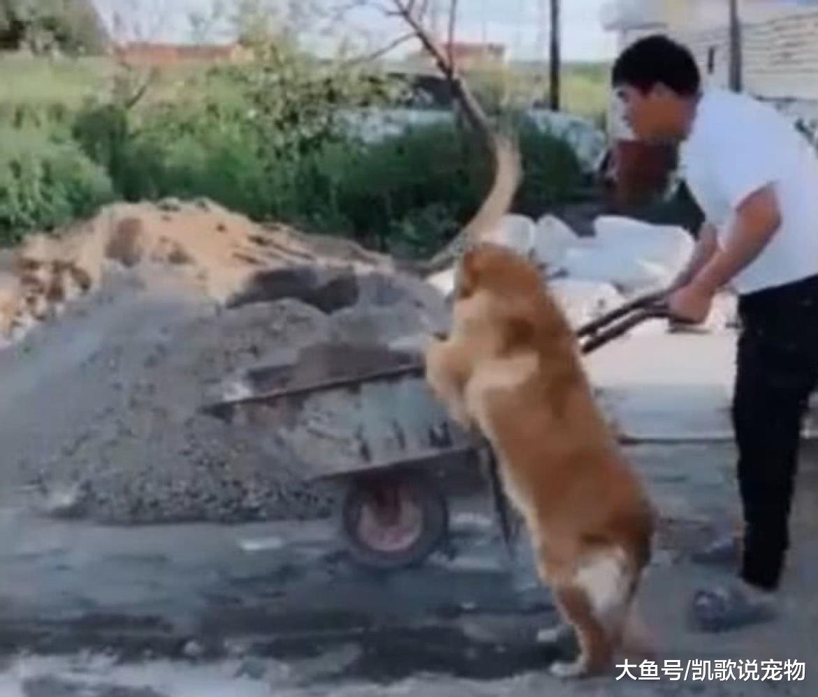 主人盖房子顶烈日干活, 金毛不忍心, 二话不说站起就帮忙推车