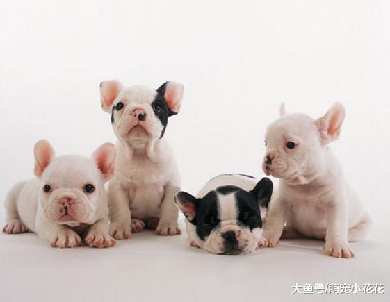 养法国斗牛犬, 记住这“五不要”, 一生受益!