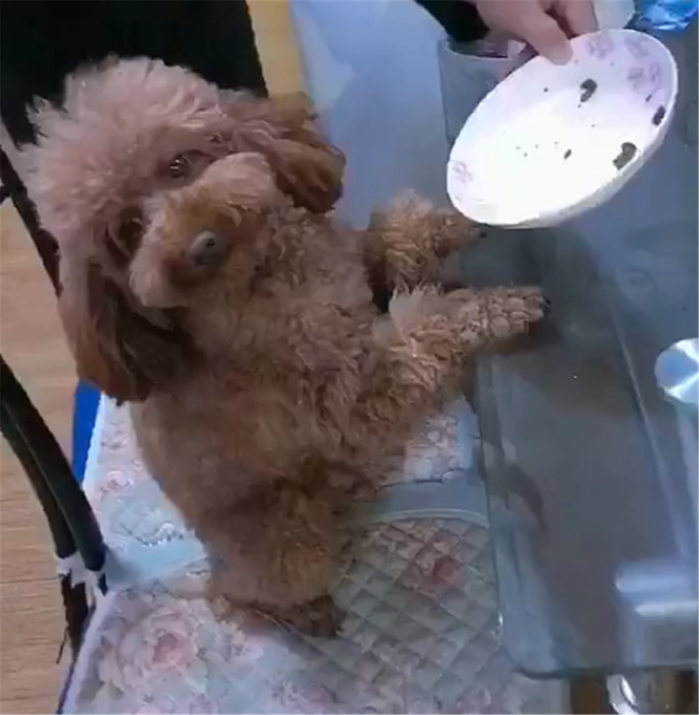 泰迪偷吃猪肝, 连辣椒都不放过, 被抓时戏精附体, 狗: 跟我没关系