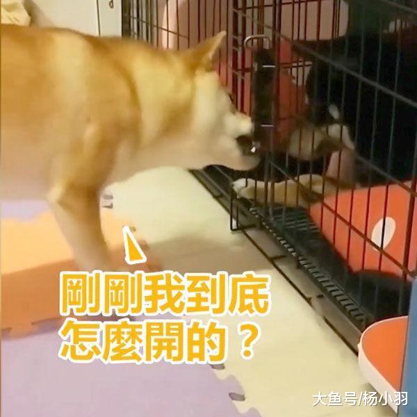 柴犬从笼子逃出帮同伴越狱, 却忘记开锁方法, 没想到它转身回笼研究