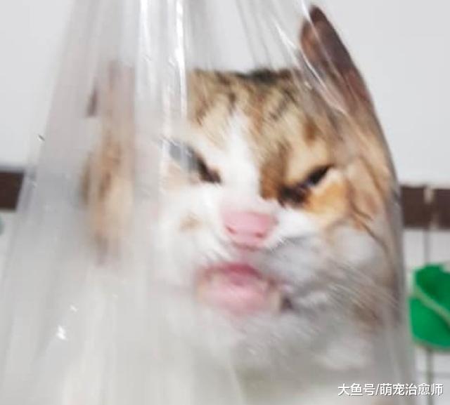 猫咪总喜欢钻到塑料袋里, 于是网友顺势一提, 它被挤成猪鼻子了!