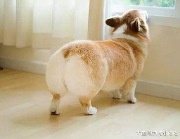 你可能不知道, 这5个做法, 其实是在谋杀你的柯基犬!