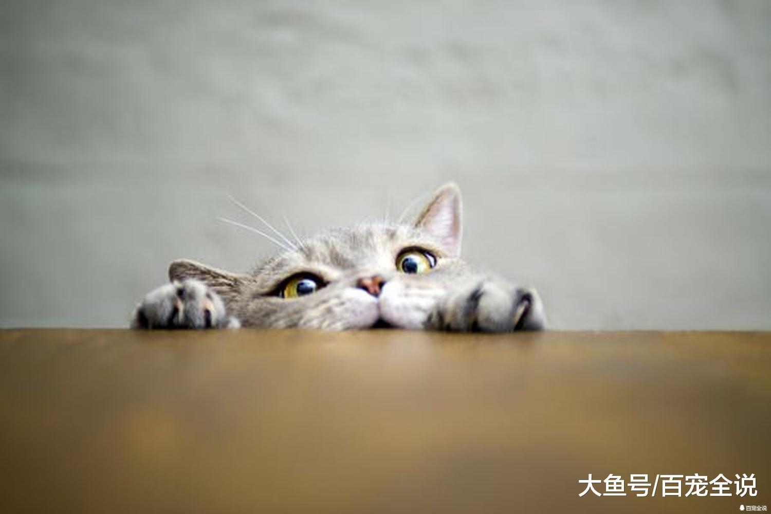 原来每只猫咪的鼻纹都是独一无二的, 可以当喵星人的身份证用吗?