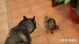 猫咪跟伙伴玩耍, 听到铲屎官喊它吃饭很高兴, 喵: 你家还没做饭吧