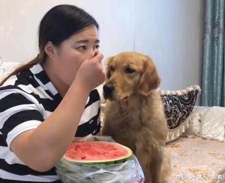 饲养金毛犬要知道的5件事, 如果接受不了, 还是别养的好!