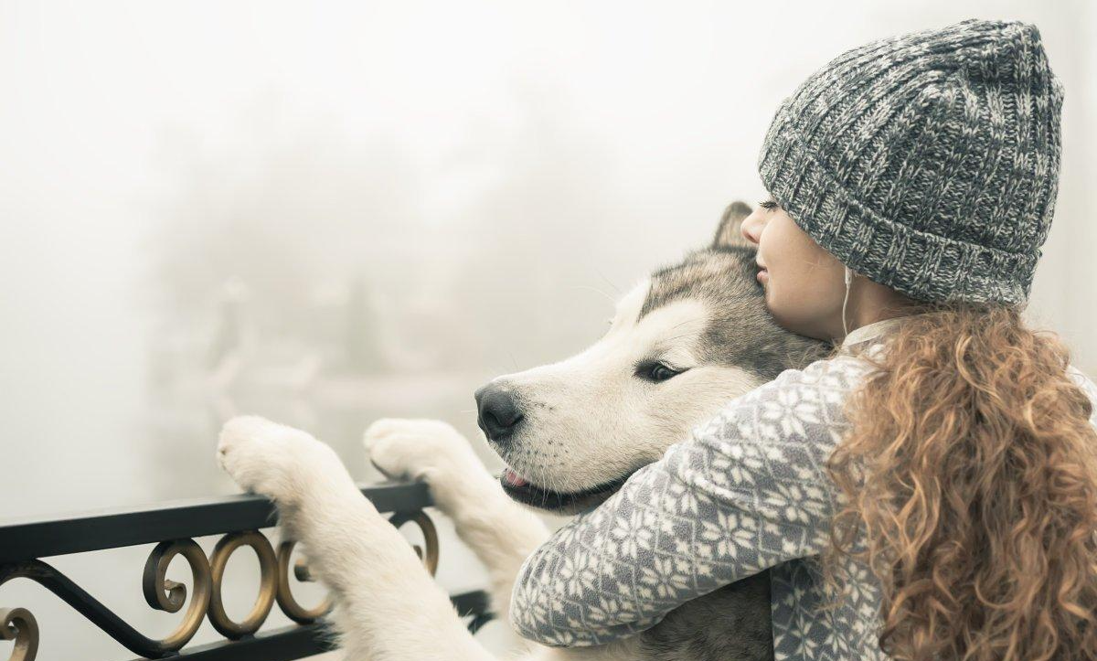 阿拉斯加成为网红狗后, 受到不少人喜爱, 那阿拉斯加究竟好养吗?