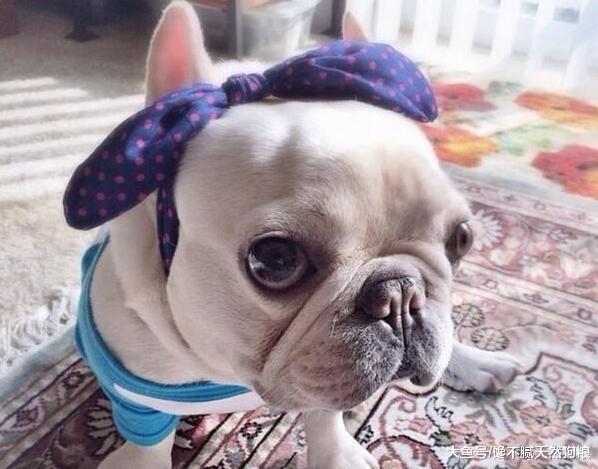 你知道吗? 这5类人确实不适合养法国斗牛犬!