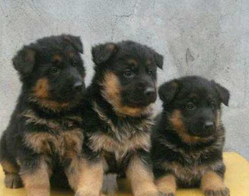 德牧幼犬如何挑选? 教你4个小方法!