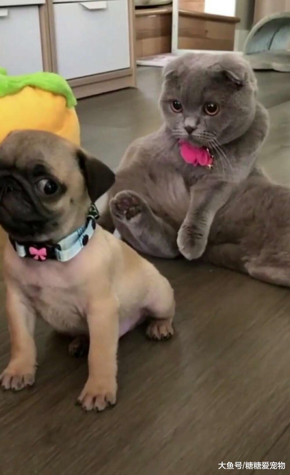 巴哥被折耳蓝猫盯上, 它的姿势把主人乐坏了, 狗: 背后怎么凉凉的