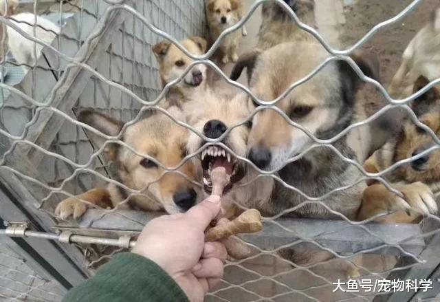 既然养了, 就要负责, 不要抛弃它们