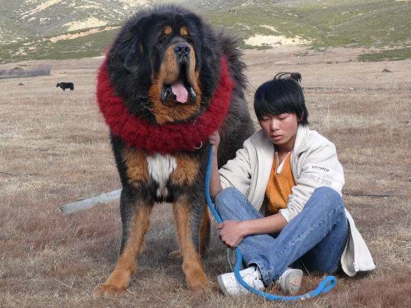 藏獒和狼谁厉害? 这样一对比, 结果就清楚了许多, 终究还是犬啊!