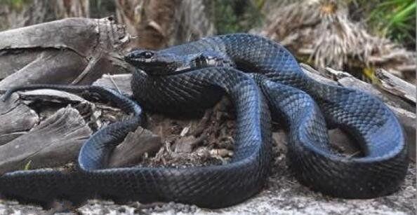 世界10大常见无毒蛇, 有3种人们会买来当宠物养, 你养了吗?