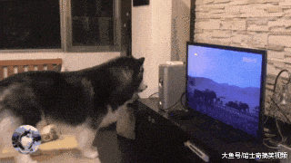 二哈跟主人抢电视看, 喜欢动物节目: 看到猛兽会紧张