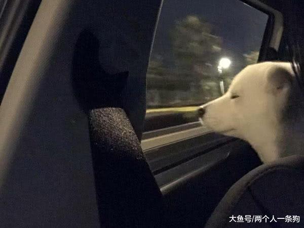 好天气妈妈带萨摩耶去洗澡, 软糖激动地把头伸出窗外, 妈妈: 做梦