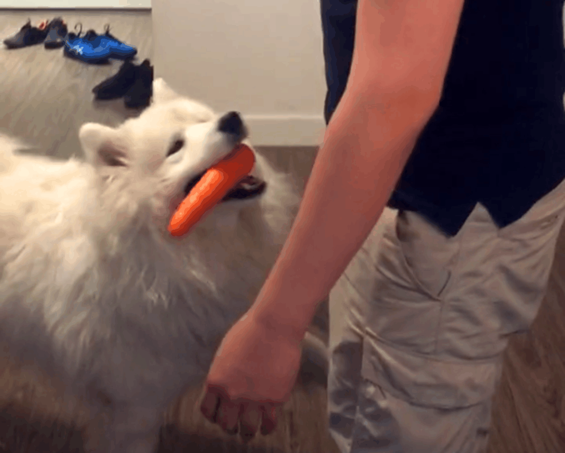 主人玩打脸机, 女主害怕输让萨摩代替, 狗: 我为这个家付出太多…