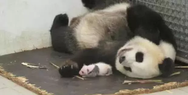 被派往比利时的大熊猫太给力了, 顺利产下一幼崽, 待遇立马升级