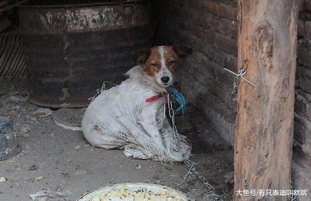 宠物狗被抓走当「狗肉贩卖」捆绑到窒息, 被迫看着同伴在眼前「活活斩首喷血」超可恶!
