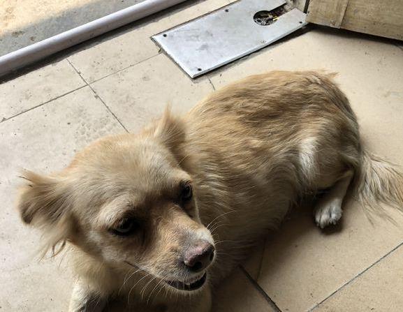 流浪狗在寒风中敲门, 望着宠物狗露出期盼的眼神, 网友: 心疼宝宝