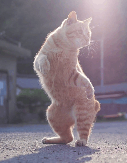 当猫咪翩翩起舞的时候, “武林高手”风范显露无疑!