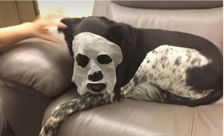 老妈怕它冷! 汪汪被迫穿交叉细肩带衣服一脸委屈的坐沙发