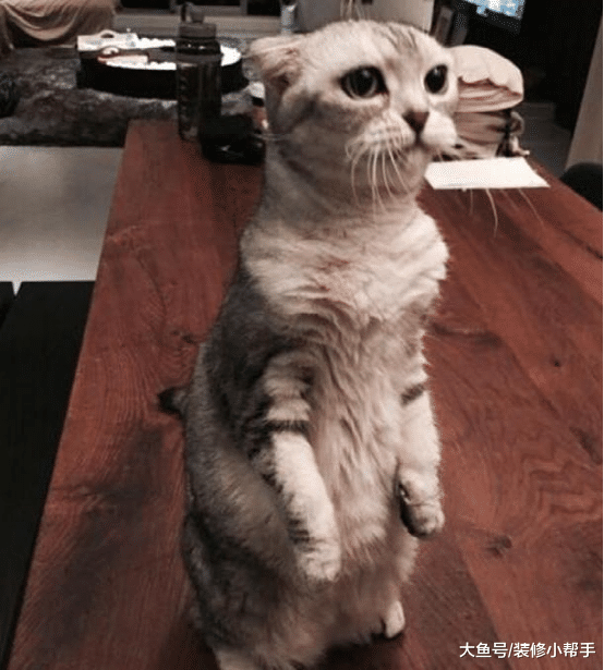 演员杨祐宁的房子长啥样? 网友看了后, 纷纷表示不相信