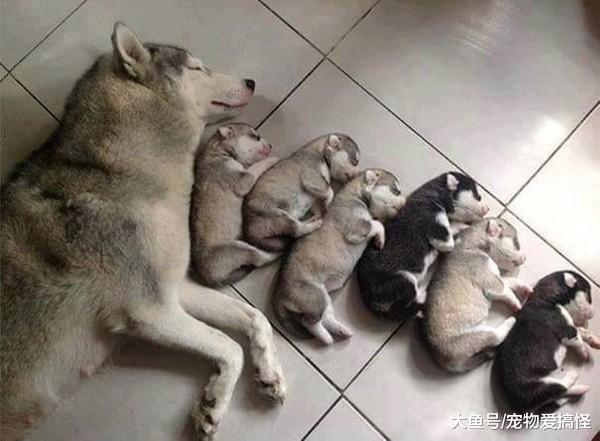 狗妈妈喂奶喂到怕养小孩真的不容易啊