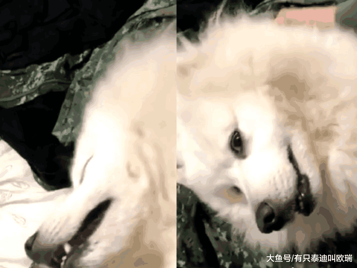 缺牙狗狗睡到不能自已, 翻白眼麻麻傻眼