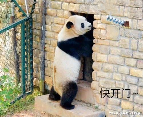 熊猫敲门讨食失败后, 一屁股蹲在了地上: 宝宝生气了哄不好的那种