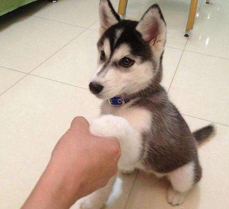 狗狗的寿命很短? 按这样做, 可以延长狗狗寿命陪伴你更久!