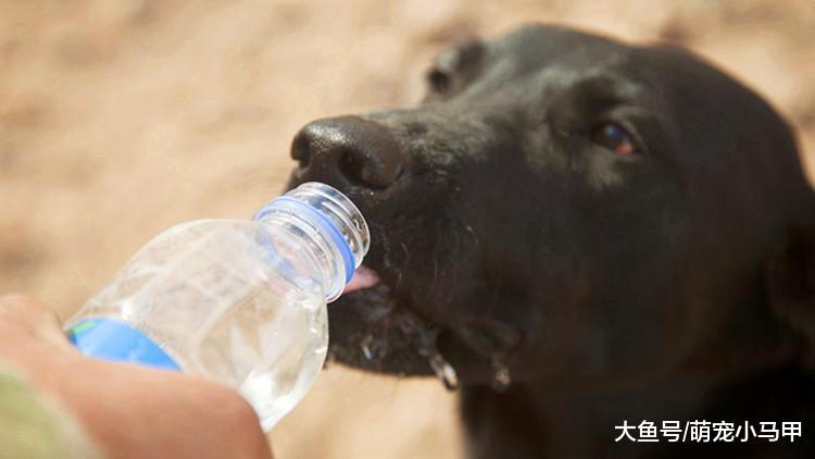 狗狗五星级外出体验, 你的它也能拥有