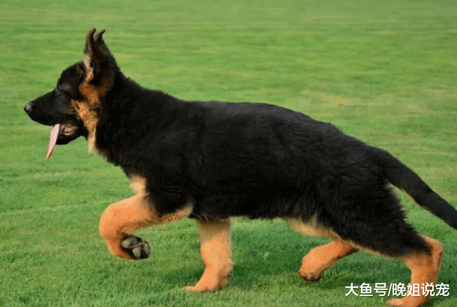 忠心护主的5种犬类, 每一只都能给你安全感, 我最喜欢德牧