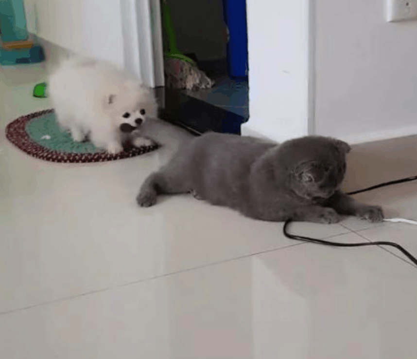 猫咪和狗狗时常闹着玩, 网友点评: 无动于衷的男朋友和野蛮女友