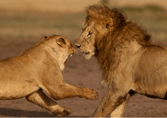 狮子情侣正约会着呢, 旁边的雄狮羡慕的直接抢, 战争一触即发
