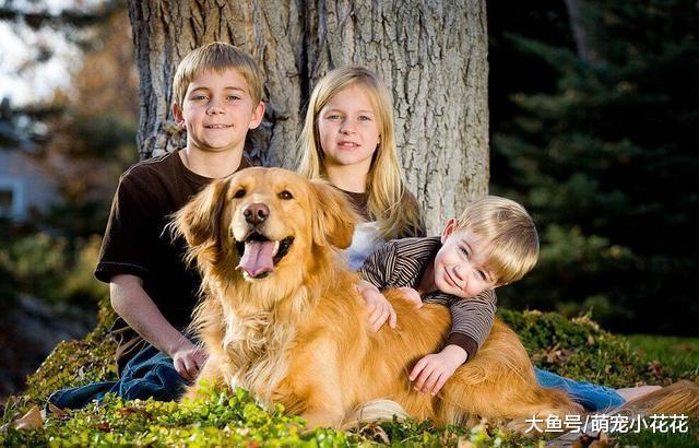 最适合有小孩家庭饲养的“5种狗狗”, 第一不是金毛!