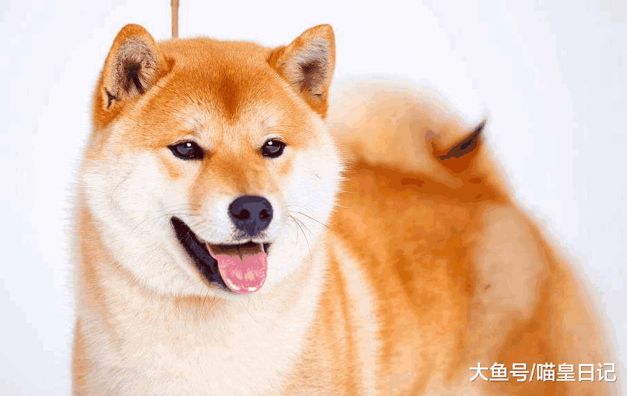 狗狗上厕所时都有哪些习惯? 最后一个习惯一定要制止