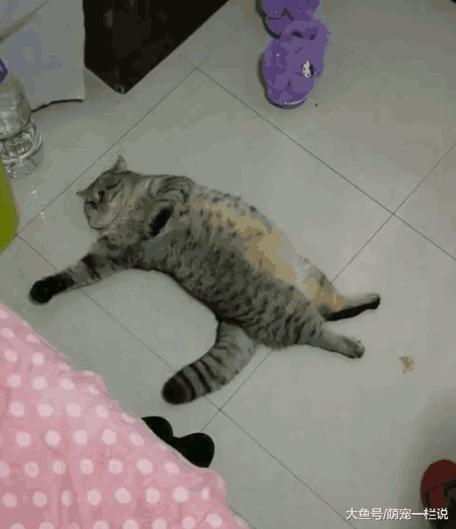 小主人做作业又被妈妈骂了, 妈妈为了监督小主人, 让猫咪盯着