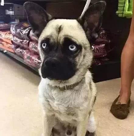 路上看到一狗子, 一眼就看出来, 这货肯定是二哈和巴哥造的孽!