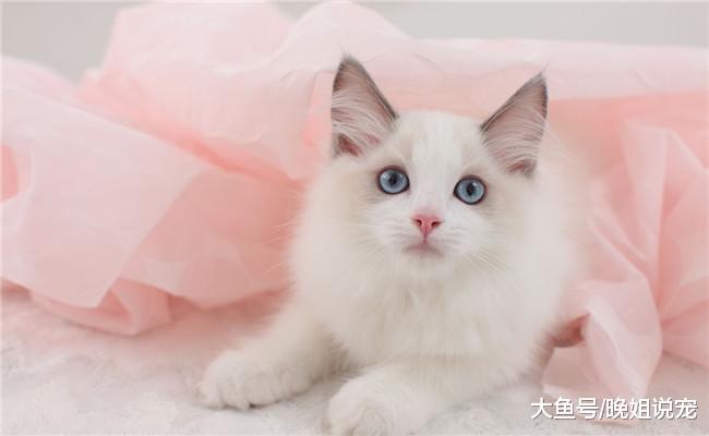 几乎没有体味的5种猫咪, 折耳猫在内, 第五种可能没有体味